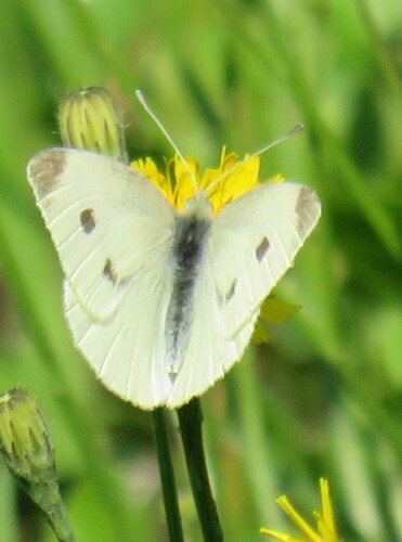 Small White