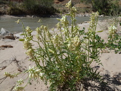 Astragalus praelongus