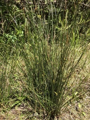 Juncus effusus solutus
