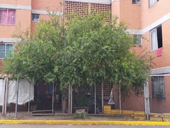 Punica granatum