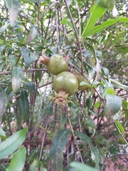Punica granatum