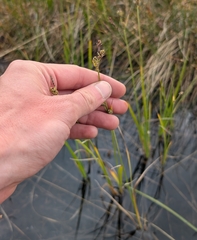 Carex adelostoma
