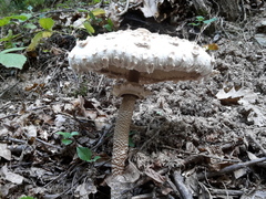 Macrolepiota procera