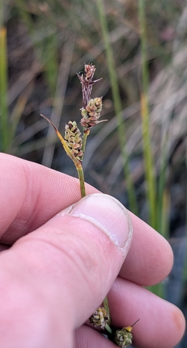 Carex adelostoma, photograph 2