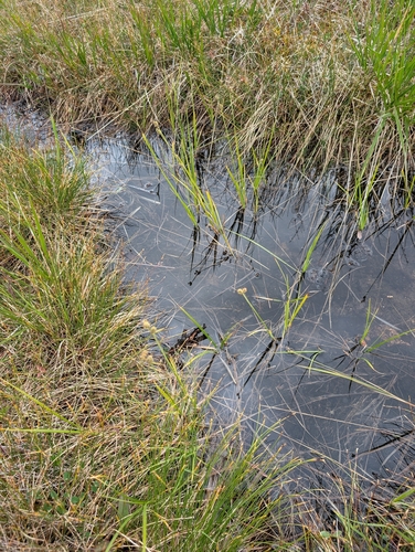 Carex adelostoma, photograph 3