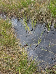 Carex adelostoma, photograph author not stated, no rights reserved