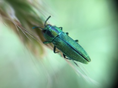 Anthaxia scorzonerae