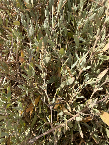 Sea-purslane