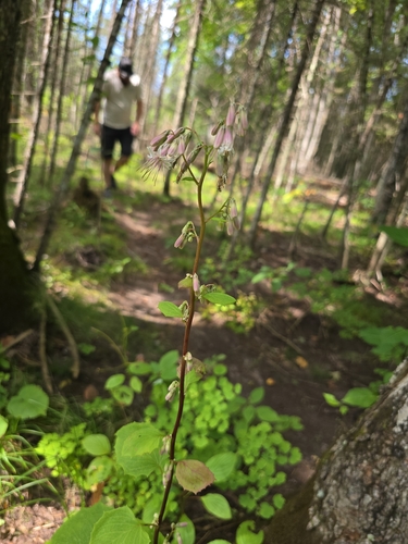 white rattlesnake root