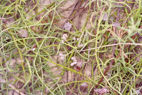 Krameria lanceolata