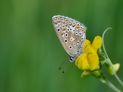 Polyommatus icarus