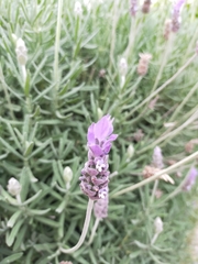 Lavandula dentata