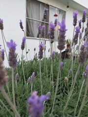 Lavandula dentata