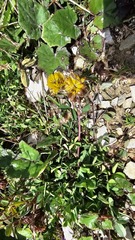 Trifolium badium, photograph (c) Claude Kolwelter, some rights reserved (CC BY)