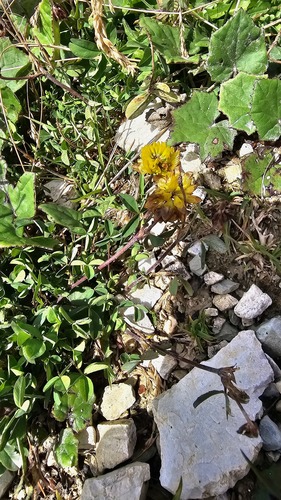 Trifolium badium, photograph 4