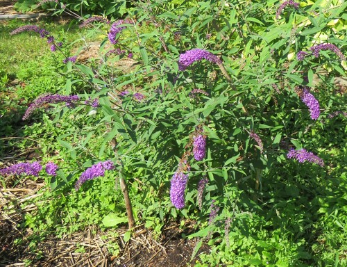 Butterfly bush