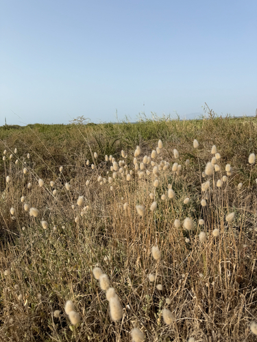Hare's Tail Grass