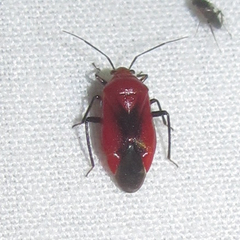 Tropidosteptes cardinalis