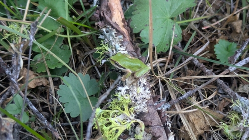 Pacific chorus frog
