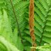 Cinnamon Fern - Photo (c) Lindley Ashline, some rights reserved (CC BY-NC)