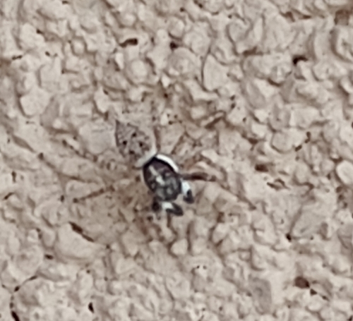 Half-edged Wall Jumping Spider