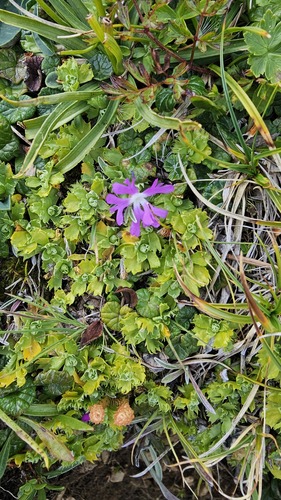 Primula minima, photograph 6