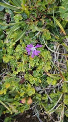 Primula minima, photograph (c) Claude Kolwelter, some rights reserved (CC BY)