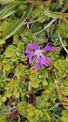 Primula minima, photograph (c) Claude Kolwelter, some rights reserved (CC BY)