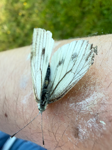 Green-veined White