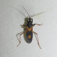 Rasahus biguttatus