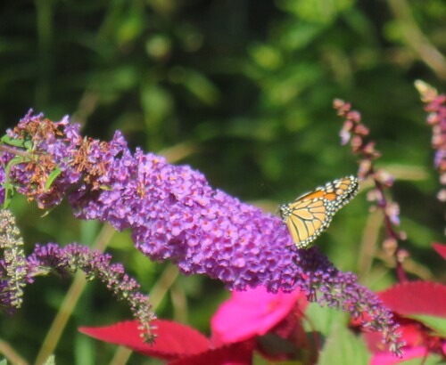 Monarch