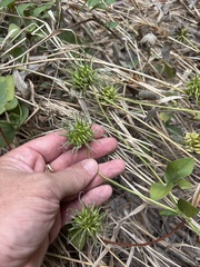 (c) Sam Kieschnick, some rights reserved (CC BY) Clematis pitcheri, photograph (c) Sam Kieschnick, some rights reserved (CC BY)