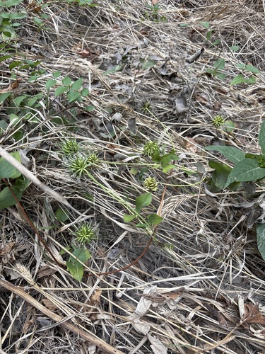 Clematis pitcheri, photograph 4