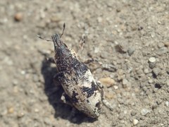 Bothynoderes affinis