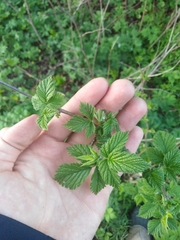 Rubus idaeus