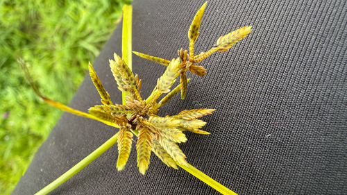 Yellow Flatsedge