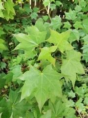 Acer cappadocicum