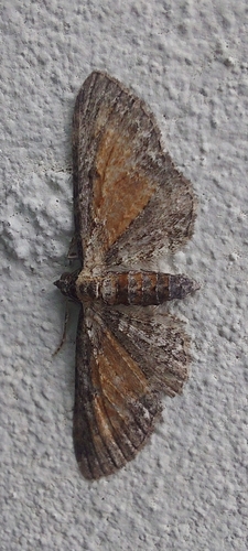 Tawny Speckled Pug