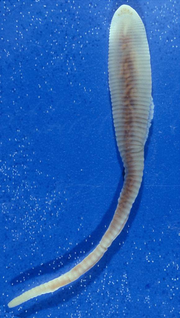 Porocephalida