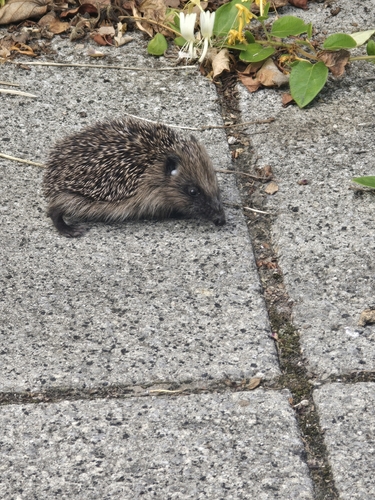 Common Hedgehog
