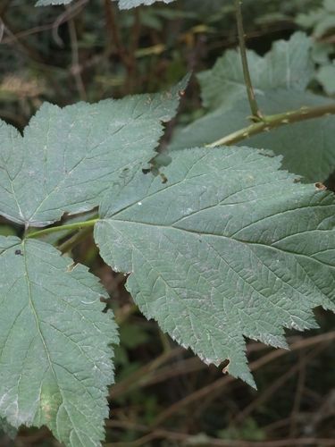 Salmonberry