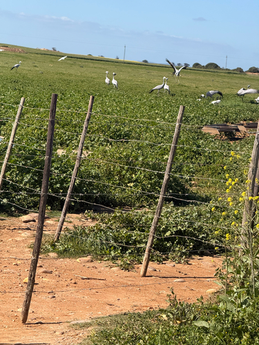 iNaturalist image