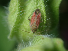 Pachyxyphus lineellus