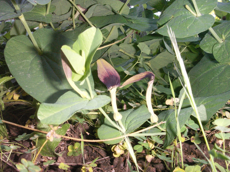 Smearwort (Aristolochia rotunda)