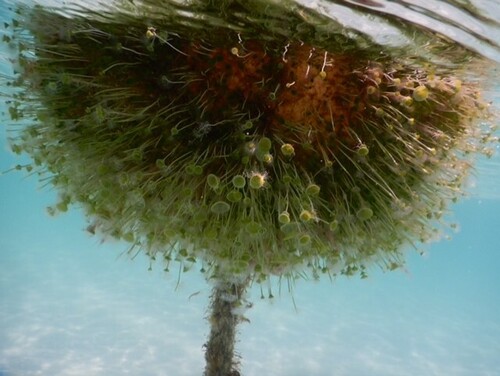 Acetabularia crenulata observed 2026-08-25