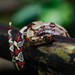 Boa constrictor constrictor - Photo (c) Steeven Perez,  זכויות יוצרים חלקיות (CC BY-NC), uploaded by Steeven Perez