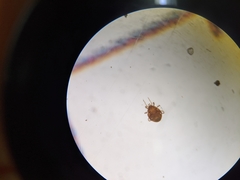 Parasitiformes