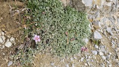 Potentilla nitida, photograph (c) Claude Kolwelter, some rights reserved (CC BY)