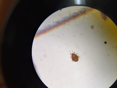 Parasitiformes