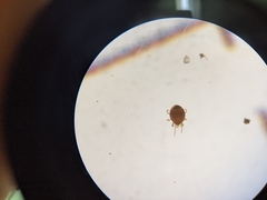 Parasitiformes
